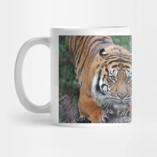 Ready To Pounce Mug